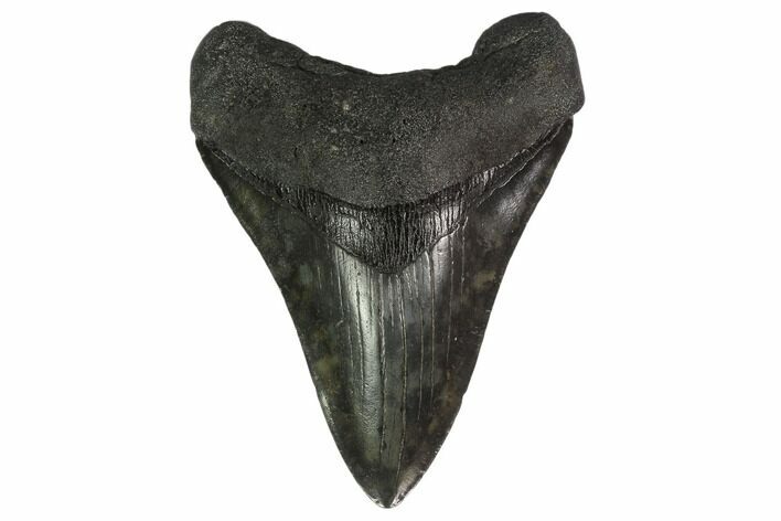 Fossil Megalodon Tooth - South Carolina #135929